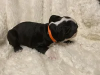 Orange Crush, a male Boston Terrier for sale in Lineville, AL – 6 of 8