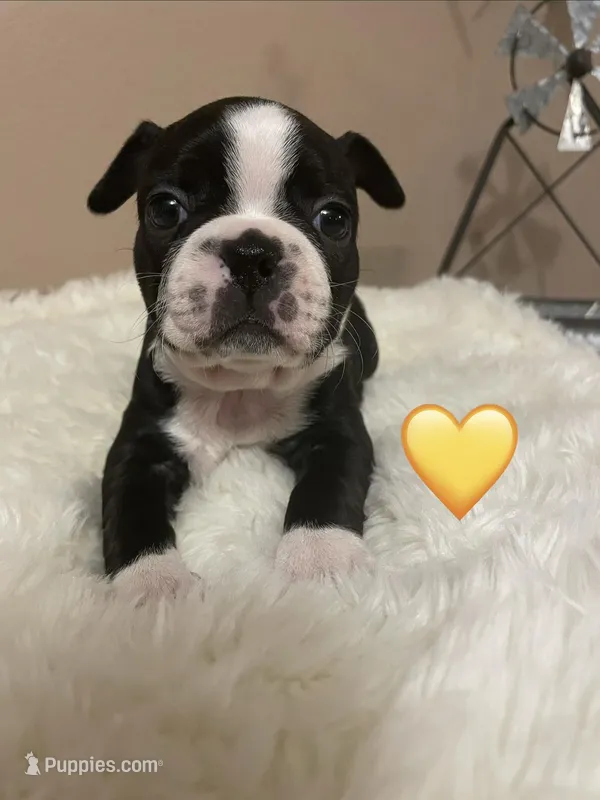 Sunshine- A Golden Girl