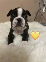 Sunshine- A Golden Girl, a female Boston Terrier for sale in Lineville, AL – Photo 1 of 6