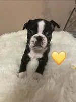 Sunshine- A Golden Girl, a female Boston Terrier for sale in Lineville, AL – Photo 3 of 6