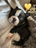 Sunshine- A Golden Girl, a female Boston Terrier for sale in Lineville, AL – Photo 5 of 6