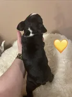 Sunshine- A Golden Girl, a female Boston Terrier for sale in Lineville, AL – Photo 2 of 6