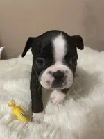 Sunshine- A Golden Girl, a female Boston Terrier for sale in Lineville, AL – Photo 6 of 6