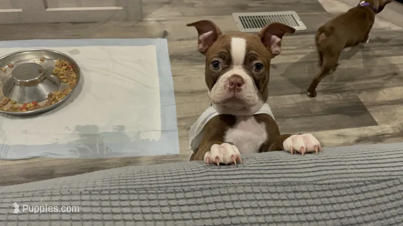 Ruby  – Boston Terrier puppy for sale in Lineville, AL