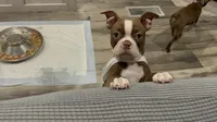 Ruby , a female Boston Terrier for sale in Lineville, AL – 1 of 5