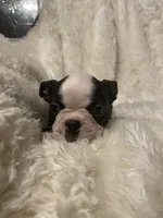 Rosy Posy , a female Boston Terrier for sale in Lineville, AL – 9 of 10