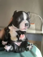 Lavender love bug , a female Boston Terrier for sale in Lineville, AL – Photo 3 of 3