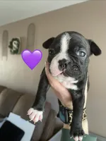 Lavender love bug , a female Boston Terrier for sale in Lineville, AL – Photo 1 of 3
