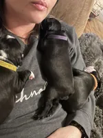 Lavender love bug , a female Boston Terrier for sale in Lineville, AL – Photo 2 of 3