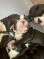 Chill blue Charlie, a male Boston Terrier for sale in Lineville, AL – Photo 2 of 6