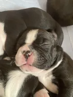 Chill blue Charlie, a male Boston Terrier for sale in Lineville, AL – Photo 6 of 6