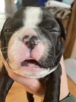 Chill blue Charlie, a male Boston Terrier for sale in Lineville, AL – Photo 4 of 6