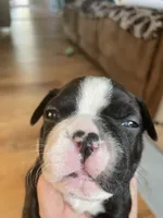 Chill blue Charlie, a male Boston Terrier for sale in Lineville, AL – Photo 3 of 6