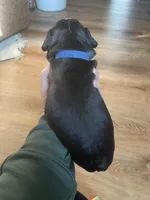 Chill blue Charlie, a male Boston Terrier for sale in Lineville, AL – Photo 5 of 6