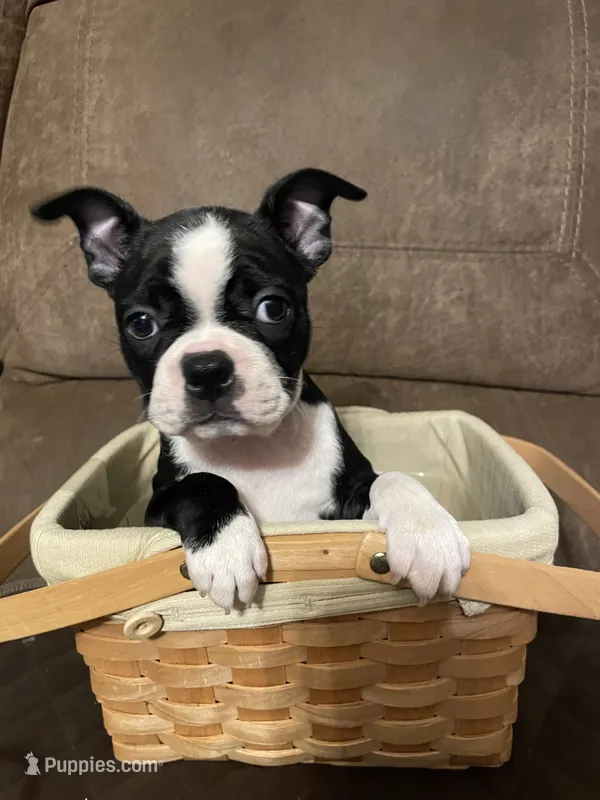 Lady in Red – Boston Terrier puppy for sale in Lineville, AL
