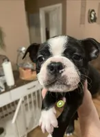 Lucky Charm, a male Boston Terrier for sale in Lineville, AL – 2 of 10