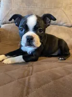 Lady in Red, a female Boston Terrier for sale in Lineville, AL – 1 of 9