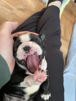 Mighty Miss Pink, a female Boston Terrier for sale in Lineville, AL – Photo 2 of 6