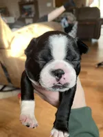 Mighty Miss Pink, a female Boston Terrier for sale in Lineville, AL – Photo 3 of 6