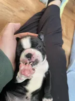 Mighty Miss Pink, a female Boston Terrier for sale in Lineville, AL – Photo 4 of 6