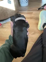 Mighty Miss Pink, a female Boston Terrier for sale in Lineville, AL – Photo 5 of 6