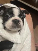 Lucky Charm, a male Boston Terrier for sale in Lineville, AL – 3 of 10