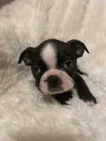 Little Boy Blue, a male Boston Terrier for sale in Lineville, AL – 8 of 8