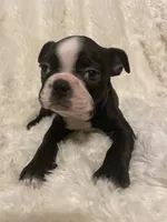 Little Boy Blue, a male Boston Terrier for sale in Lineville, AL – 1 of 8