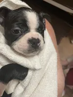 Lucky Charm, a male Boston Terrier for sale in Lineville, AL – 8 of 10