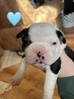 Teal Panda Princess, a female Boston Terrier for sale in Lineville, AL – Photo 3 of 10