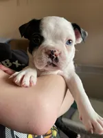 Teal Panda Princess, a female Boston Terrier for sale in Lineville, AL – Photo 1 of 10