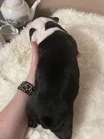 Teal Panda Princess, a female Boston Terrier for sale in Lineville, AL – Photo 7 of 10