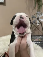 Teal Panda Princess, a female Boston Terrier for sale in Lineville, AL – Photo 4 of 10