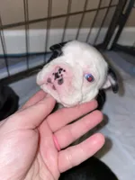 Teal Panda Princess, a female Boston Terrier for sale in Lineville, AL – Photo 5 of 10