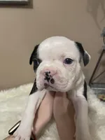 Teal Panda Princess, a female Boston Terrier for sale in Lineville, AL – Photo 6 of 10