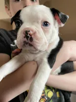 Teal Panda Princess, a female Boston Terrier for sale in Lineville, AL – Photo 2 of 10