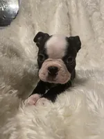 Rosy Posy , a female Boston Terrier for sale in Lineville, AL – 7 of 10