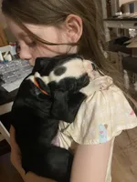 Orange Crush, a male Boston Terrier for sale in Lineville, AL – 3 of 8