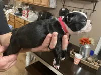 Rosy Posy , a female Boston Terrier for sale in Lineville, AL – 4 of 10