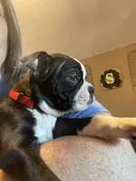 Lady in Red, a female Boston Terrier for sale in Lineville, AL – 2 of 9