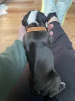 Rustic romeo, a male Boston Terrier for sale in Lineville, AL – Photo 4 of 6