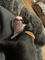 Rustic romeo, a male Boston Terrier for sale in Lineville, AL – Photo 5 of 6