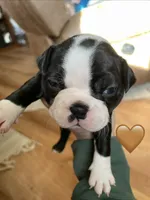 Rustic romeo, a male Boston Terrier for sale in Lineville, AL – Photo 6 of 6