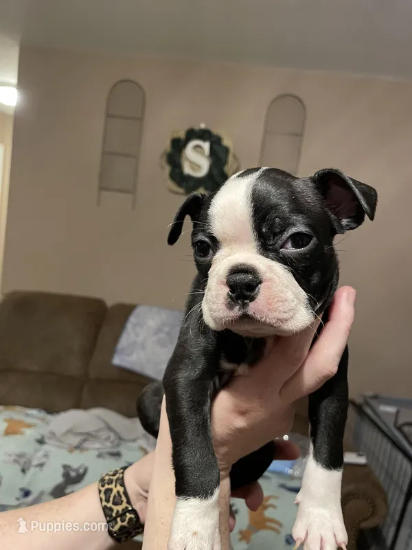 Rustic romeo, a male Boston Terrier for sale in Lineville, AL – Photo 1 of 6