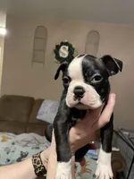 Rustic romeo, a male Boston Terrier for sale in Lineville, AL – Photo 1 of 6