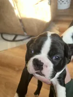 Mellow Fellow , a male Boston Terrier for sale in Lineville, AL – Photo 2 of 4