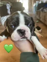 Mellow Fellow , a male Boston Terrier for sale in Lineville, AL – Photo 1 of 4