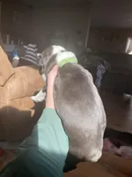 Mellow Fellow , a male Boston Terrier for sale in Lineville, AL – Photo 4 of 4