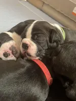 Mellow Fellow , a male Boston Terrier for sale in Lineville, AL – Photo 3 of 4