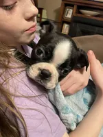 Little Boy Blue, a male Boston Terrier for sale in Lineville, AL – 2 of 8